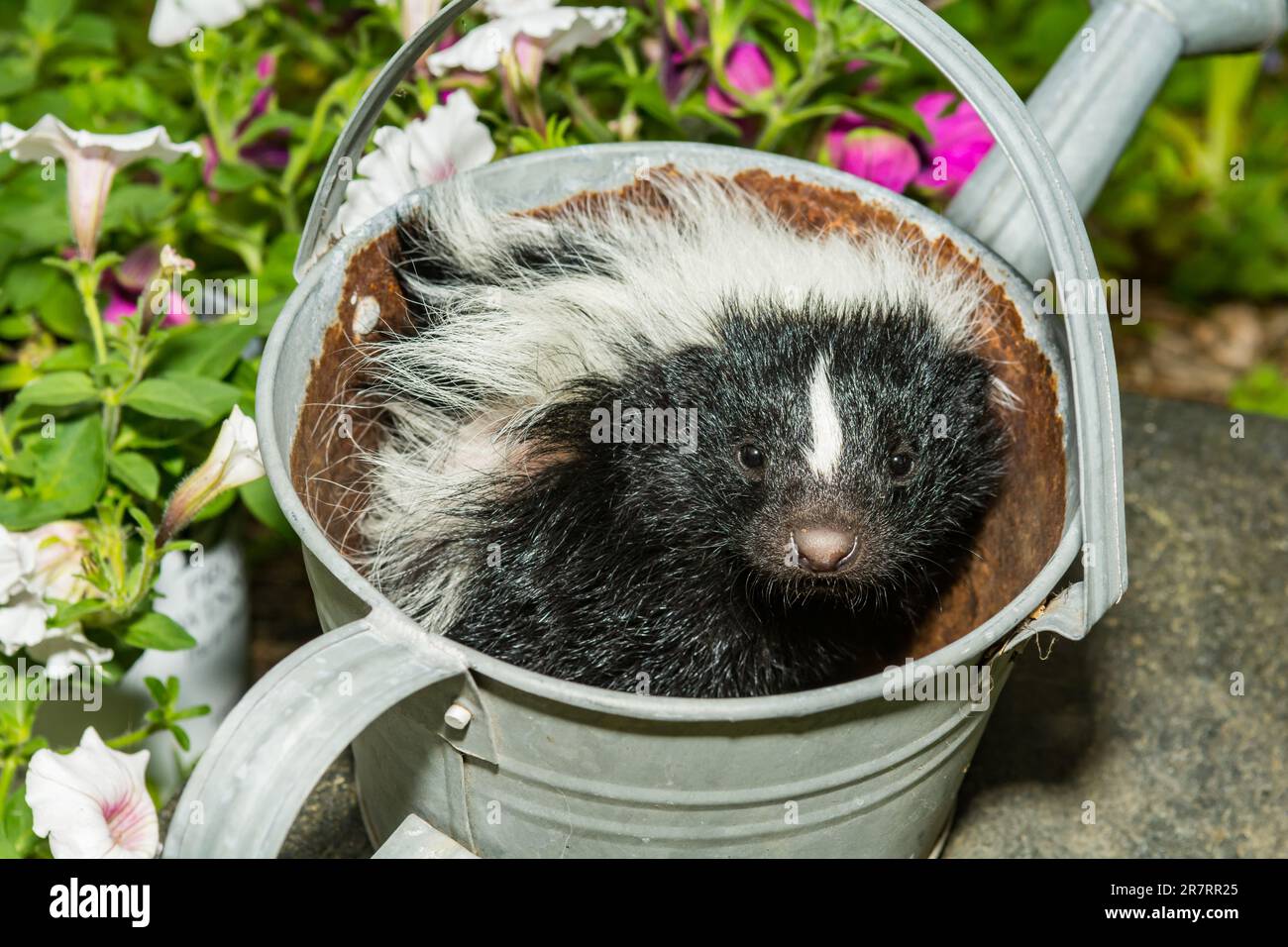 Baby Skunk versteckt sich in einer Gießkanne Stockfoto