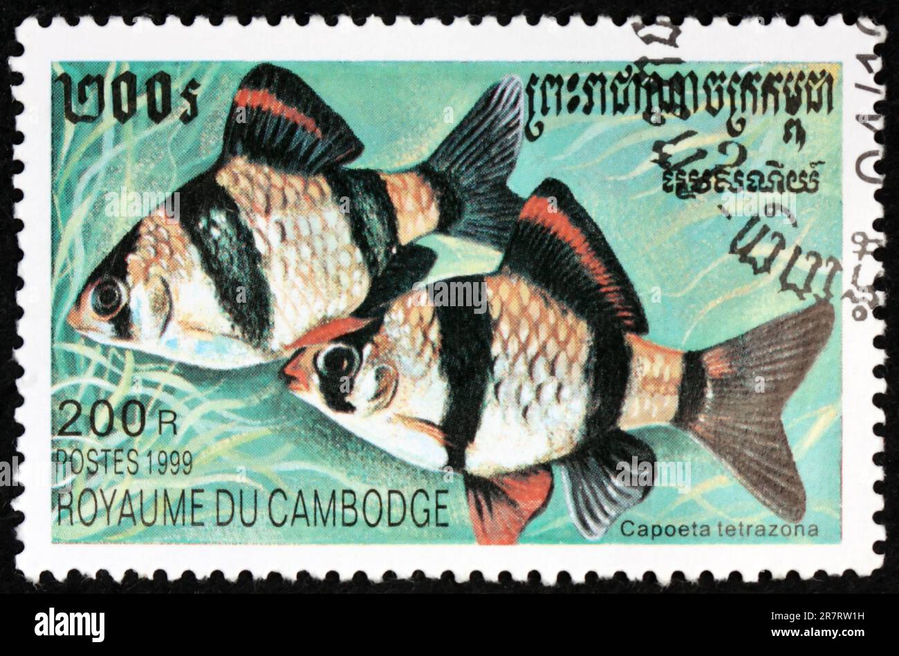 KAMBODSCHA - CIRCA 1999: Ein in Kambodscha gedruckter Stempel zeigt, dass Sumatra Barb, puntigrus tetrazona, eine Art tropischer Zyprinidenfisch ist, ca. 1999 Stockfoto