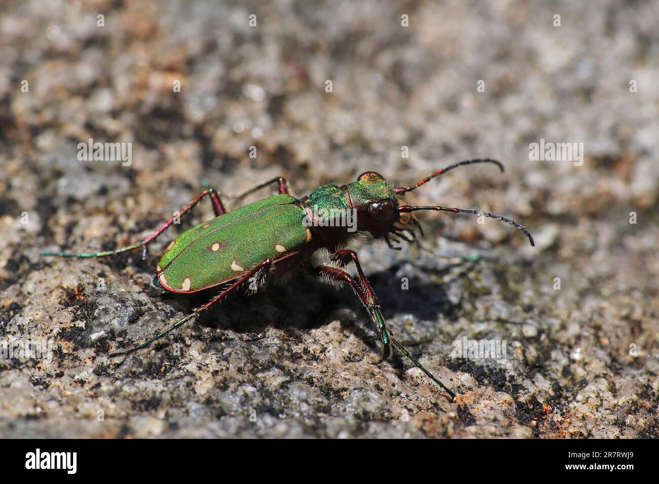 Grüne Sandlaufkäfer Cicindela campestris Stockfoto