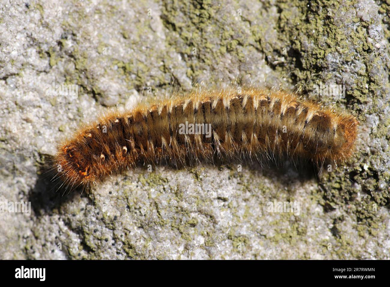 Eichenegar (Lasiocampa quercus) Stockfoto