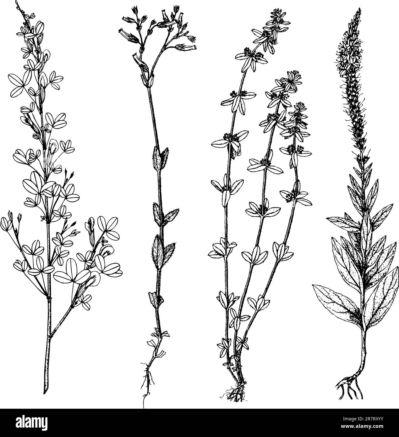 Einige verschiedene Pflanzen isoliert auf weißem Hintergrund Stock Vektor