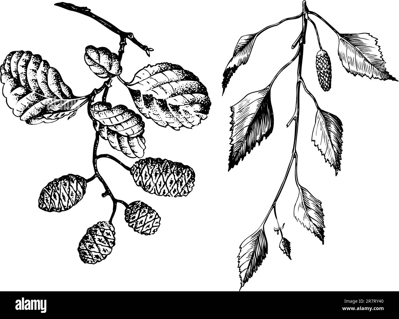 Einige verschiedene Pflanzen isoliert auf weißem Hintergrund Stock Vektor