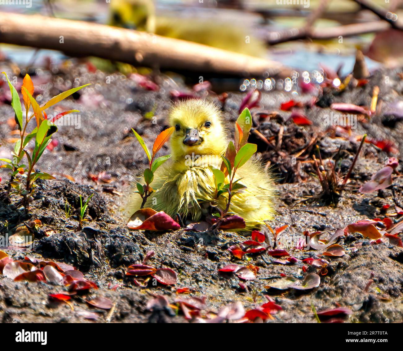 Baby-Kanadier-Gans, die sich auf Sumpfvegetation mit nassen Federpflücken in ihrer Umgebung und Umgebung ruht. Stockfoto