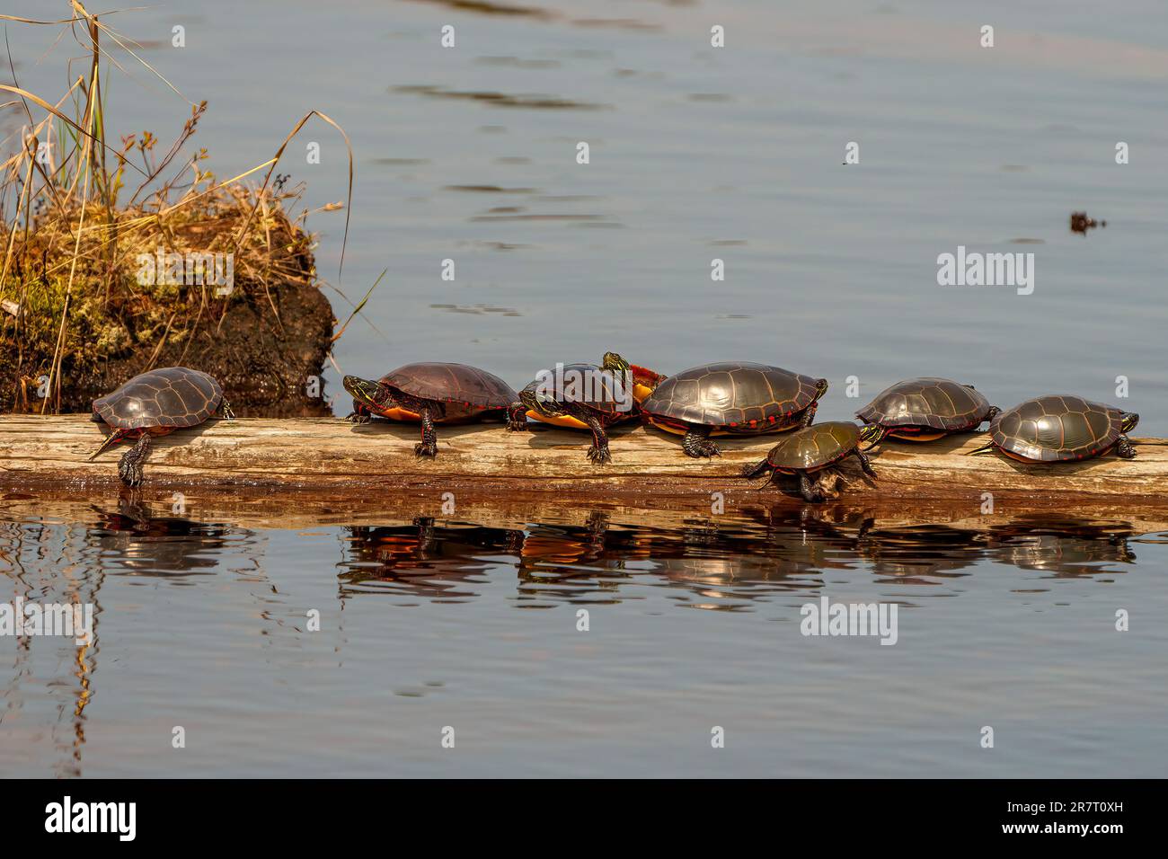 Eine Gruppe bemalter Schildkröten steht auf einem Baumstamm mit Hintergrund- und Vordergrundwasser und Reflexion im Wasser in ihrer Umgebung. Schildkröte. Kulissen. Stockfoto