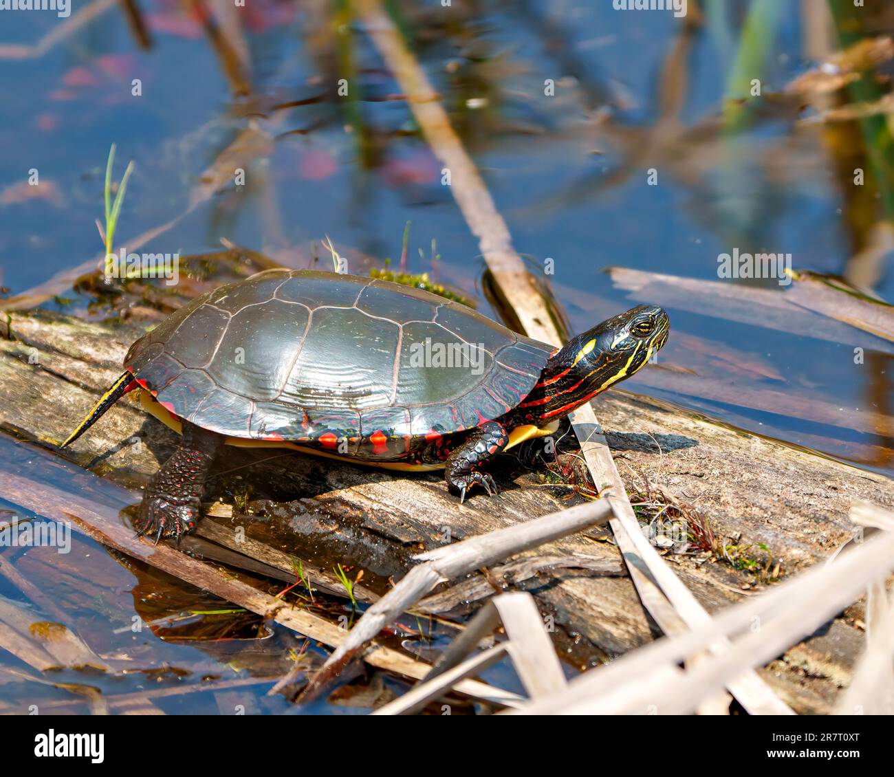 Bemalte Schildkröte, die auf einem Moosholz im Teich ruht, mit Sumpfvegetation und ihre Schildkrötenschale, ihren Kopf, ihre Pfoten in ihrer Umgebung und ihrem Lebensraum zeigt. Stockfoto