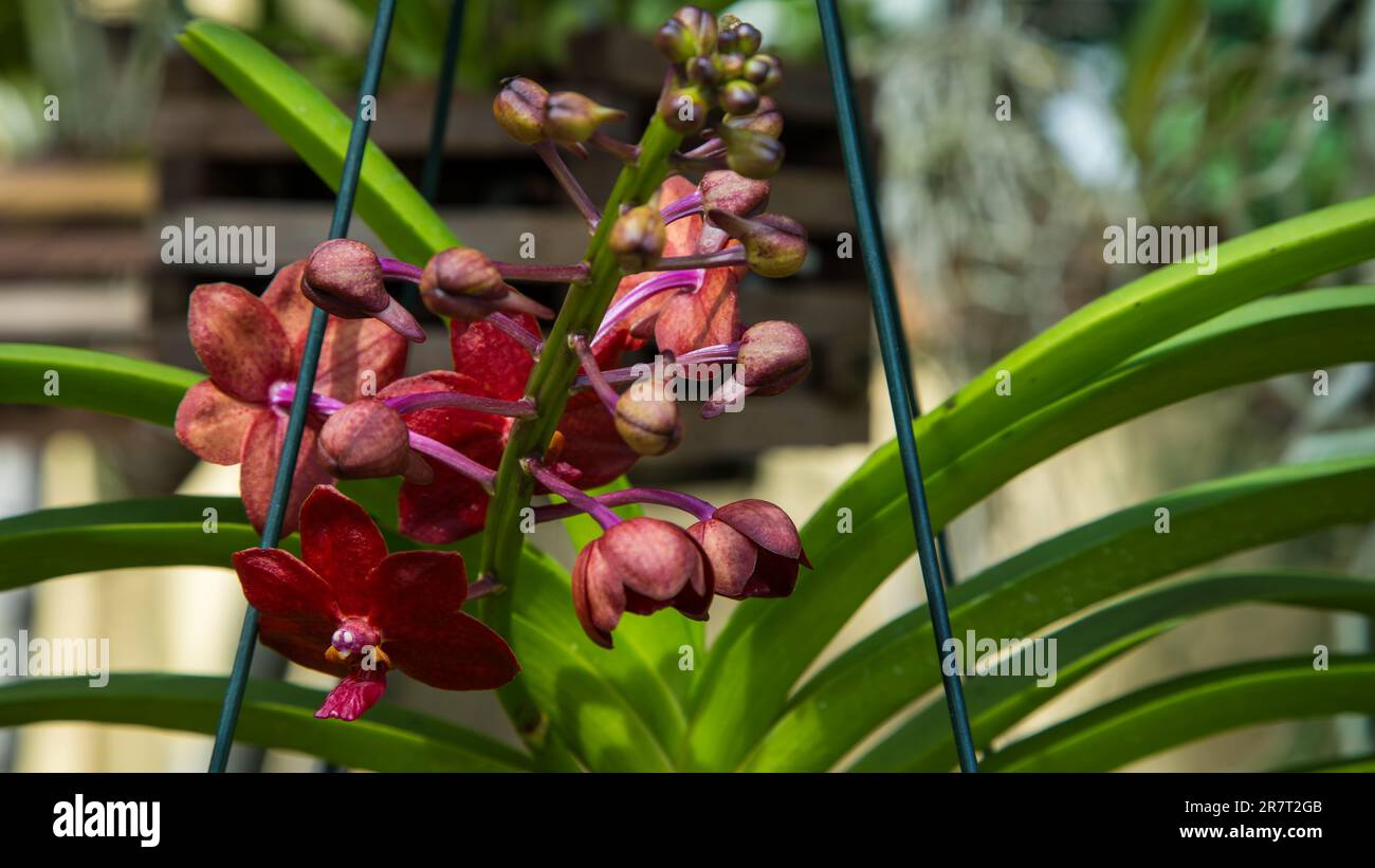 Orchideen sind Pflanzen, die zur Familie Orchidaceae gehören eine vielfältige und weit verbreitete Gruppe von blühenden Pflanzen mit häufig bunten Blüten und f Stockfoto