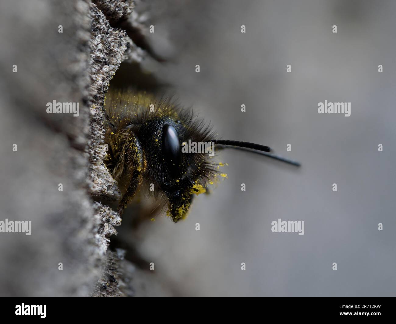 Rostige rote Maurerbiene (Osmia bicornis) mit Pollen bedecktem Kopf kriecht aus dem Zuchtröhrchen, Nordrhein-Westfalen, Deutschland Stockfoto