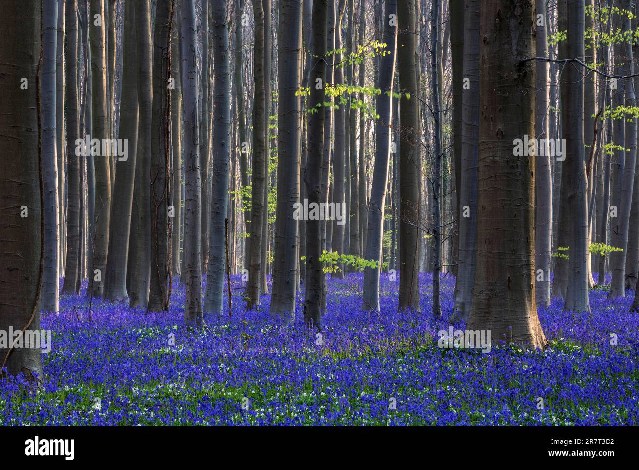 Blütenblumenglocke (Hyacinthoides non-scripta) im Kupferbuchenwald (Fagus sylvatica), Hallerbos, nahe Halle, Provinz Flandern Stockfoto