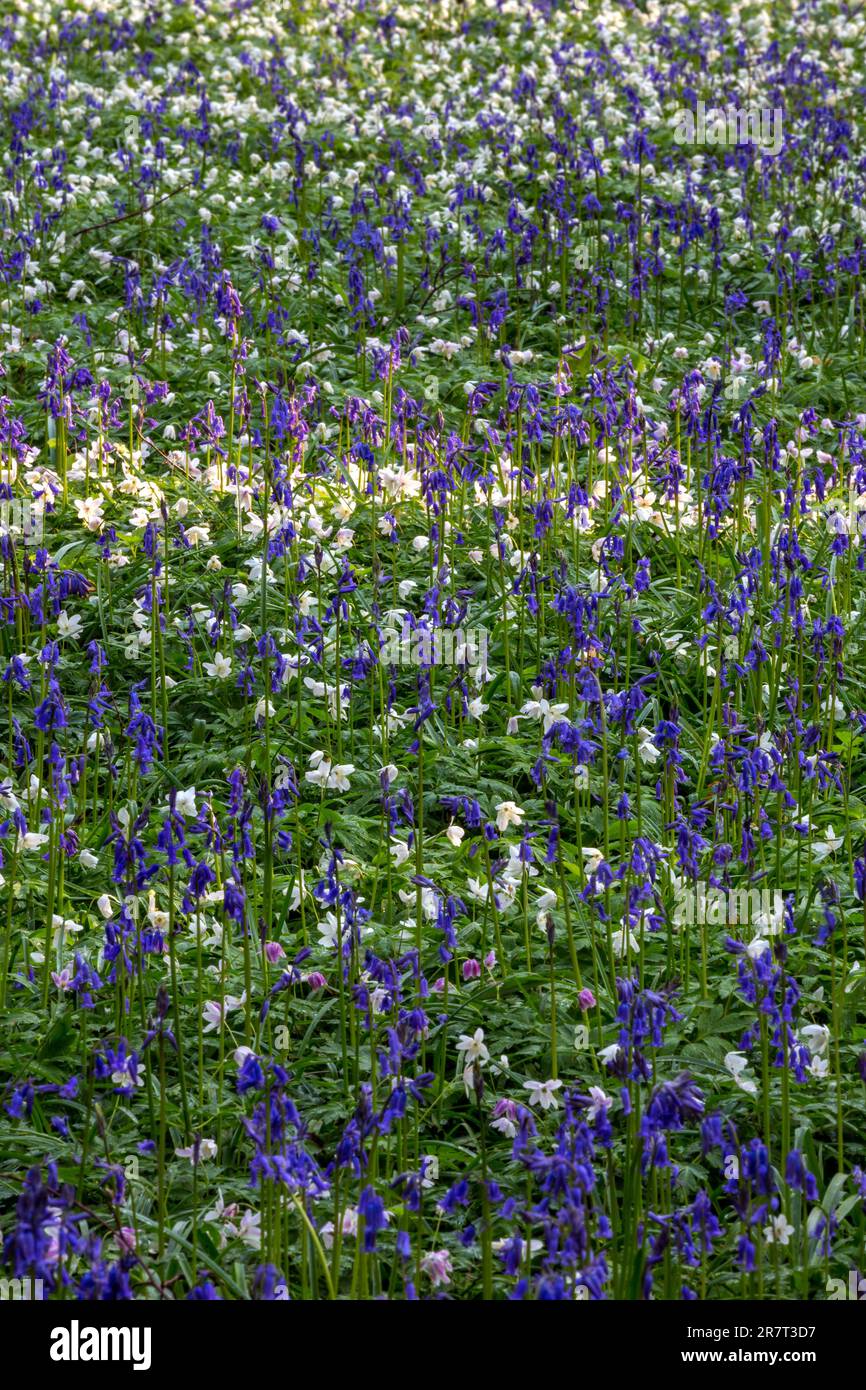 Blühende Holzanemone (Anemonoides nemorosa) und Blütenbluebell (Hyacinthoides non-scripta), Hallerbos, nahe Halle, Provinz Flandern Stockfoto