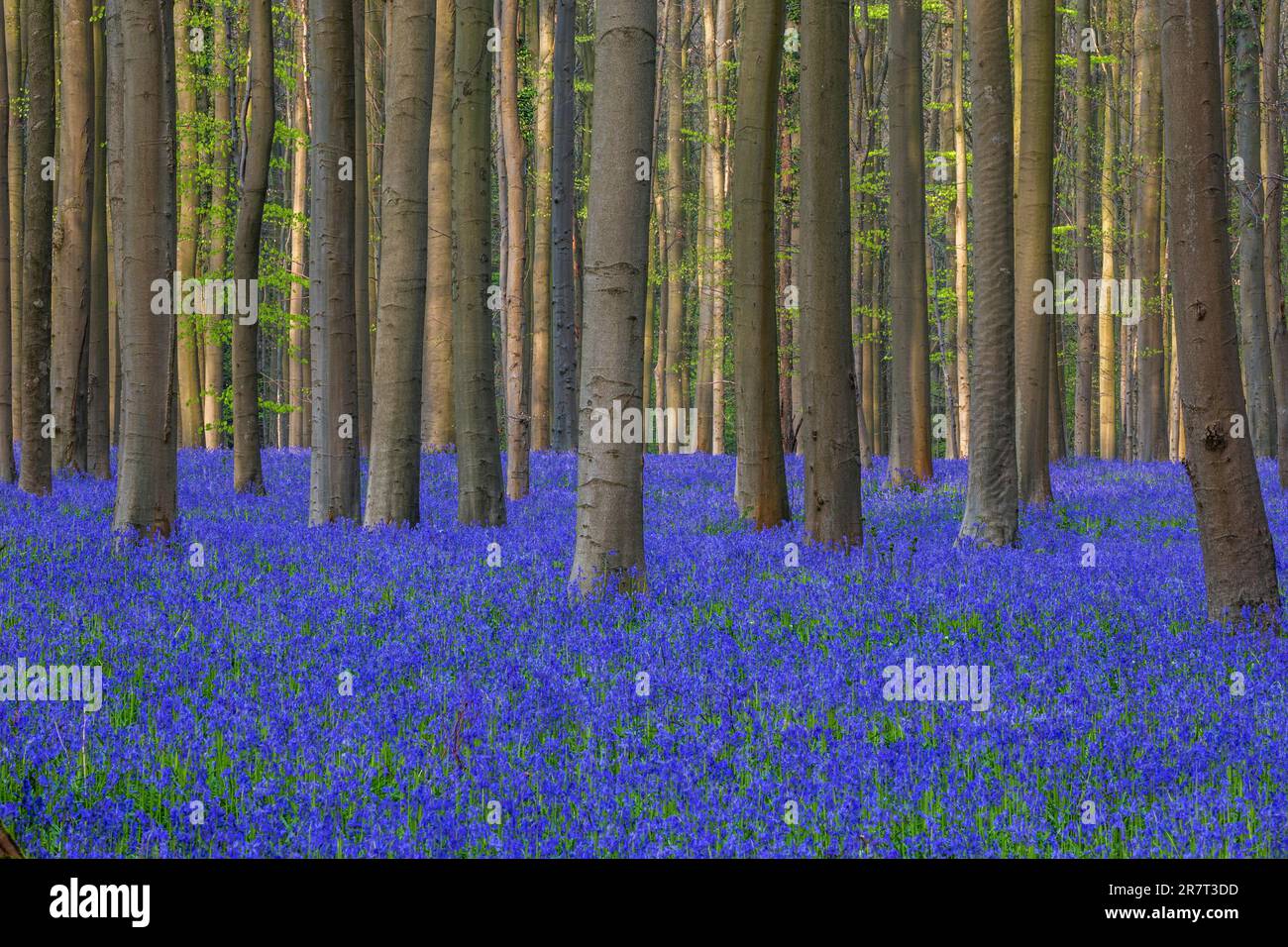 Blütenblumenglocke (Hyacinthoides non-scripta) im Kupferbuchenwald (Fagus sylvatica), Hallerbos, nahe Halle, Provinz Flandern Stockfoto