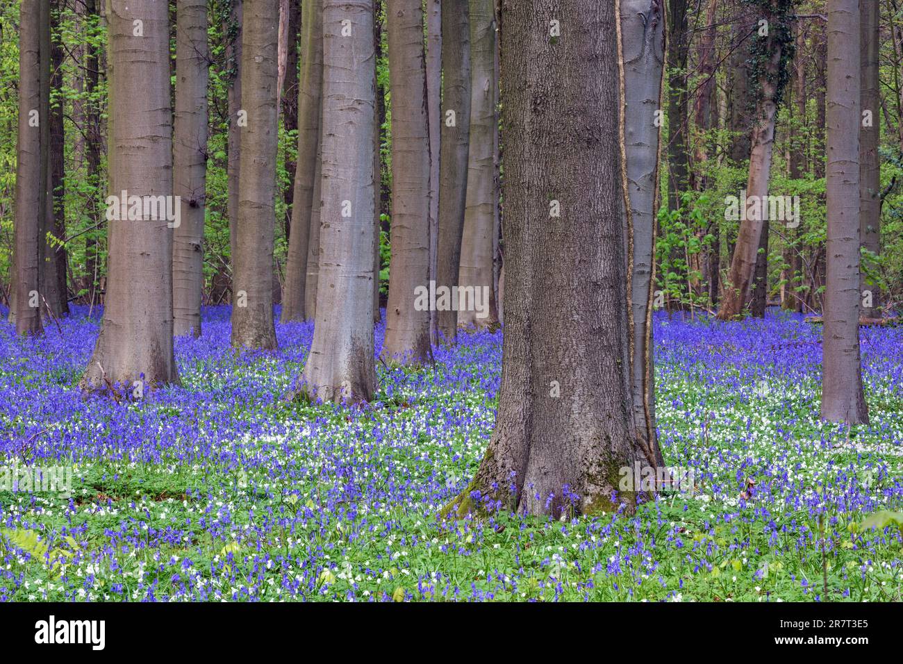 Buschanemon (Anemonoides nemorosa) und Blütenbluebeln (Hyacinthoides non-scripta) im Wald der Kupferbuche (Fagus sylvatica), Hallerbos Stockfoto