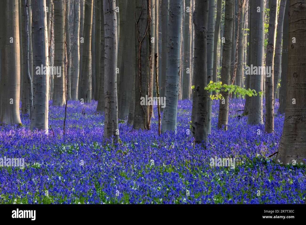 Blütenblumenglocke (Hyacinthoides non-scripta) im Kupferbuchenwald (Fagus sylvatica), Hallerbos, nahe Halle, Provinz Flandern Stockfoto