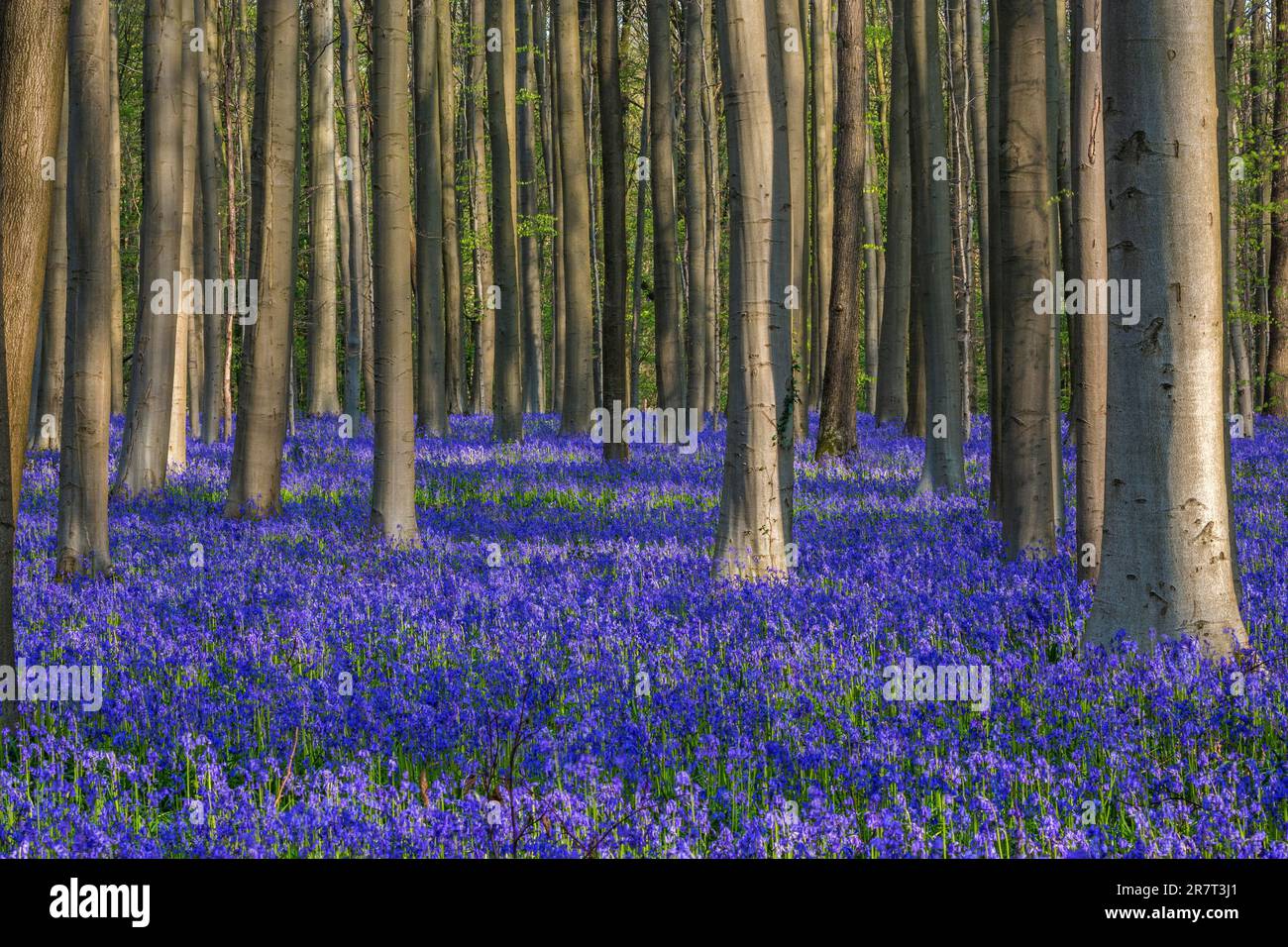 Blütenblumenglocke (Hyacinthoides non-scripta) im Kupferbuchenwald (Fagus sylvatica), Hallerbos, nahe Halle, Provinz Flandern Stockfoto