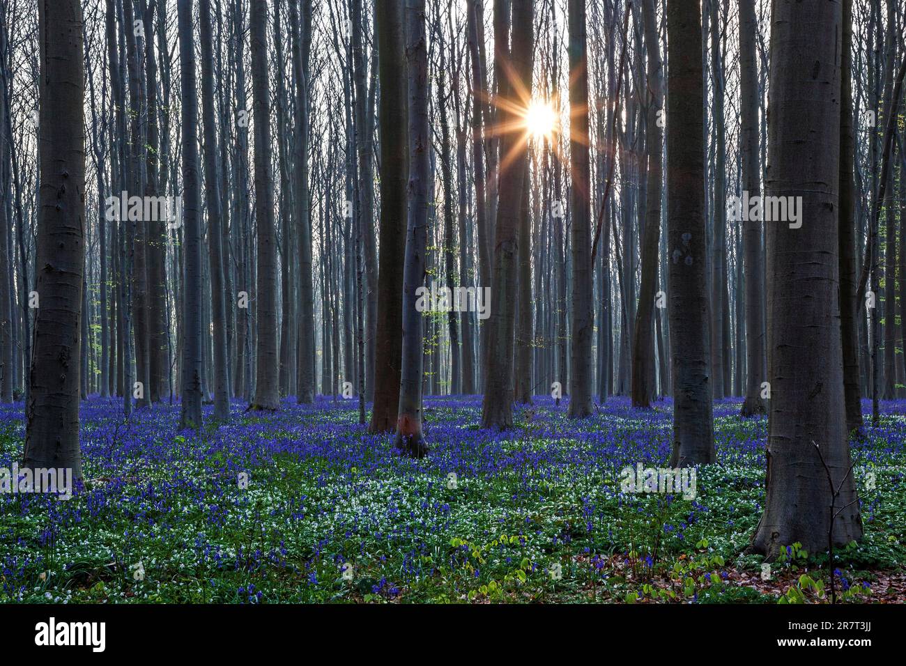 Buschanemon (Anemonoides nemorosa) und Blütenbluebeln (Hyacinthoides non-scripta) im Wald der Kupferbuche (Fagus sylvatica), Hintergrundbeleuchtung Stockfoto