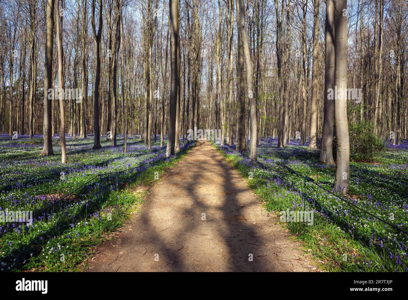 Pfad durch den Wald der Rotbuche (Fagus sylvatica) mit blühenden Holzanemonen (Anemonoides nemorosa) und blauen Blütenblumenglocken (Hyacinthoides) Stockfoto