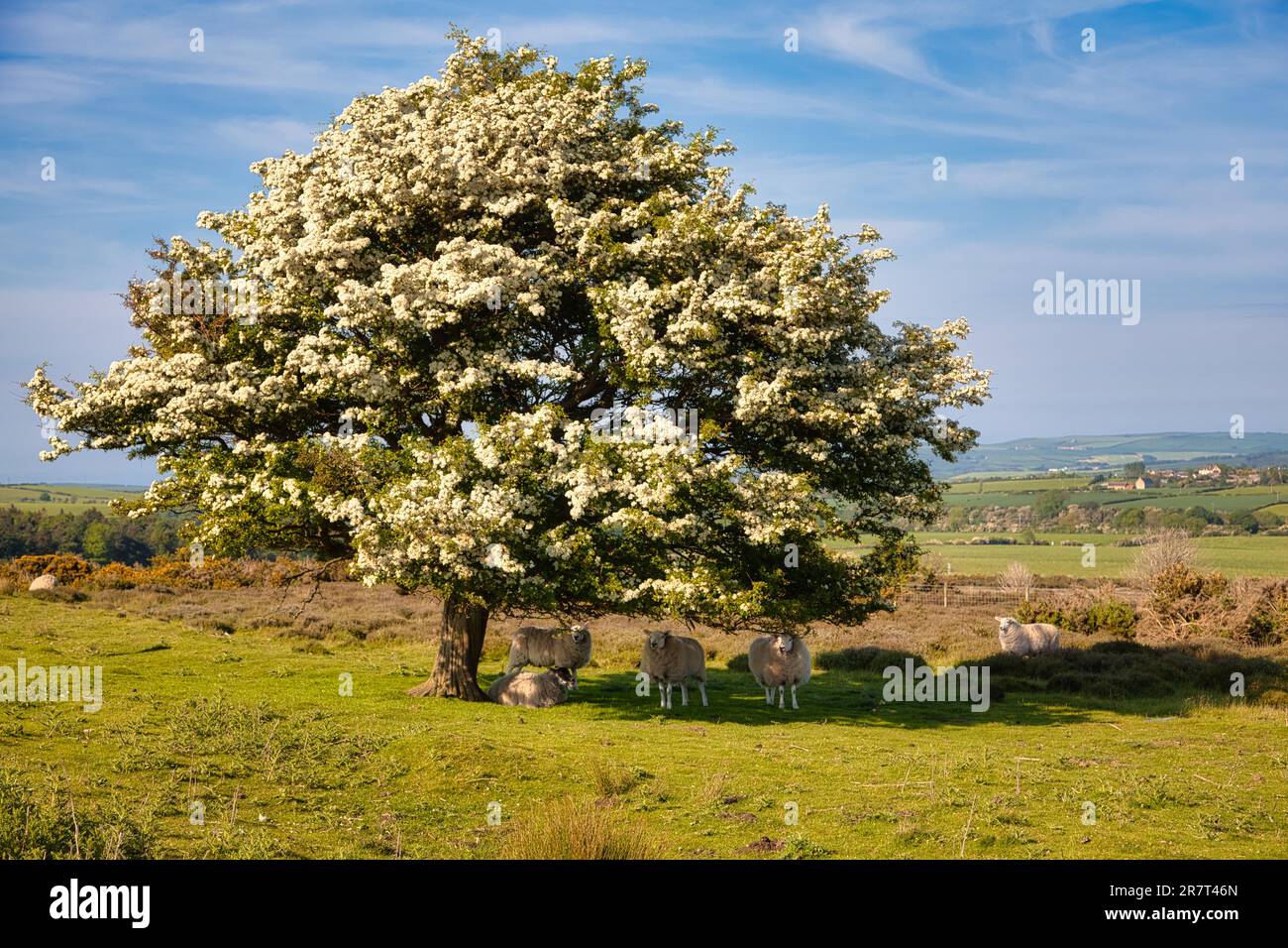 North York Moors National Park, Yorkshire, England, Großbritannien Stockfoto