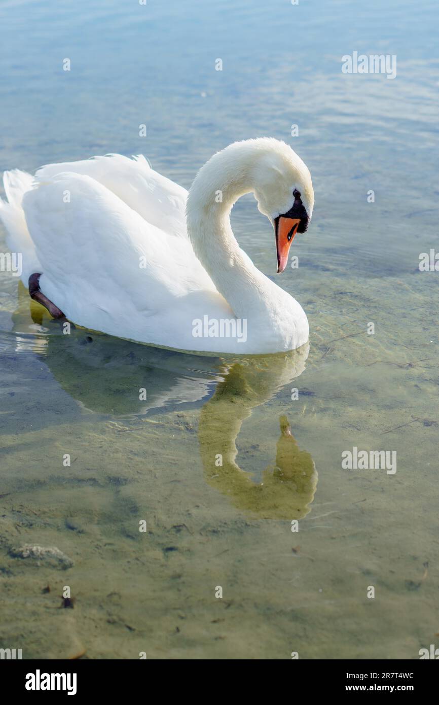 Weißer Schwan, der im Wasser eines Sees schwimmt, sein Bild spiegelt sich im klaren Wasser wider Stockfoto