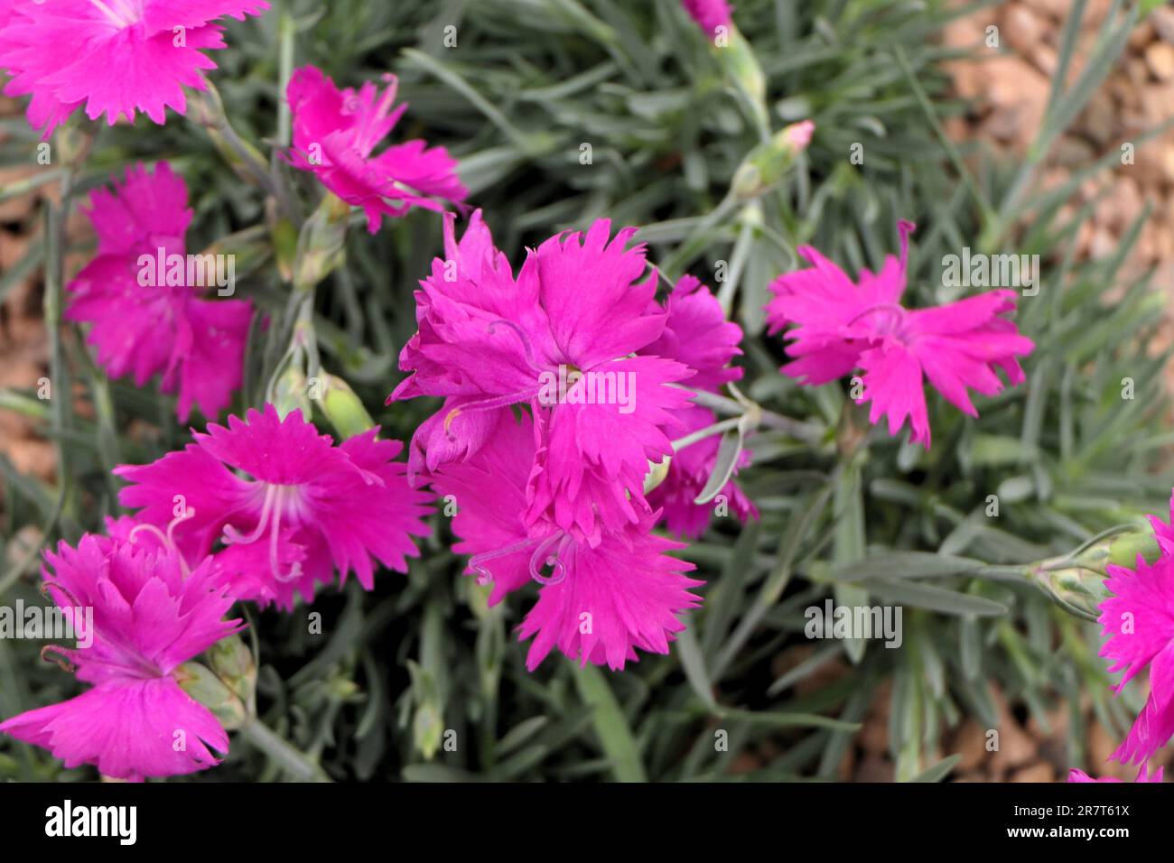BBC Gardens, Birmingham, Großbritannien 2023 Stockfoto