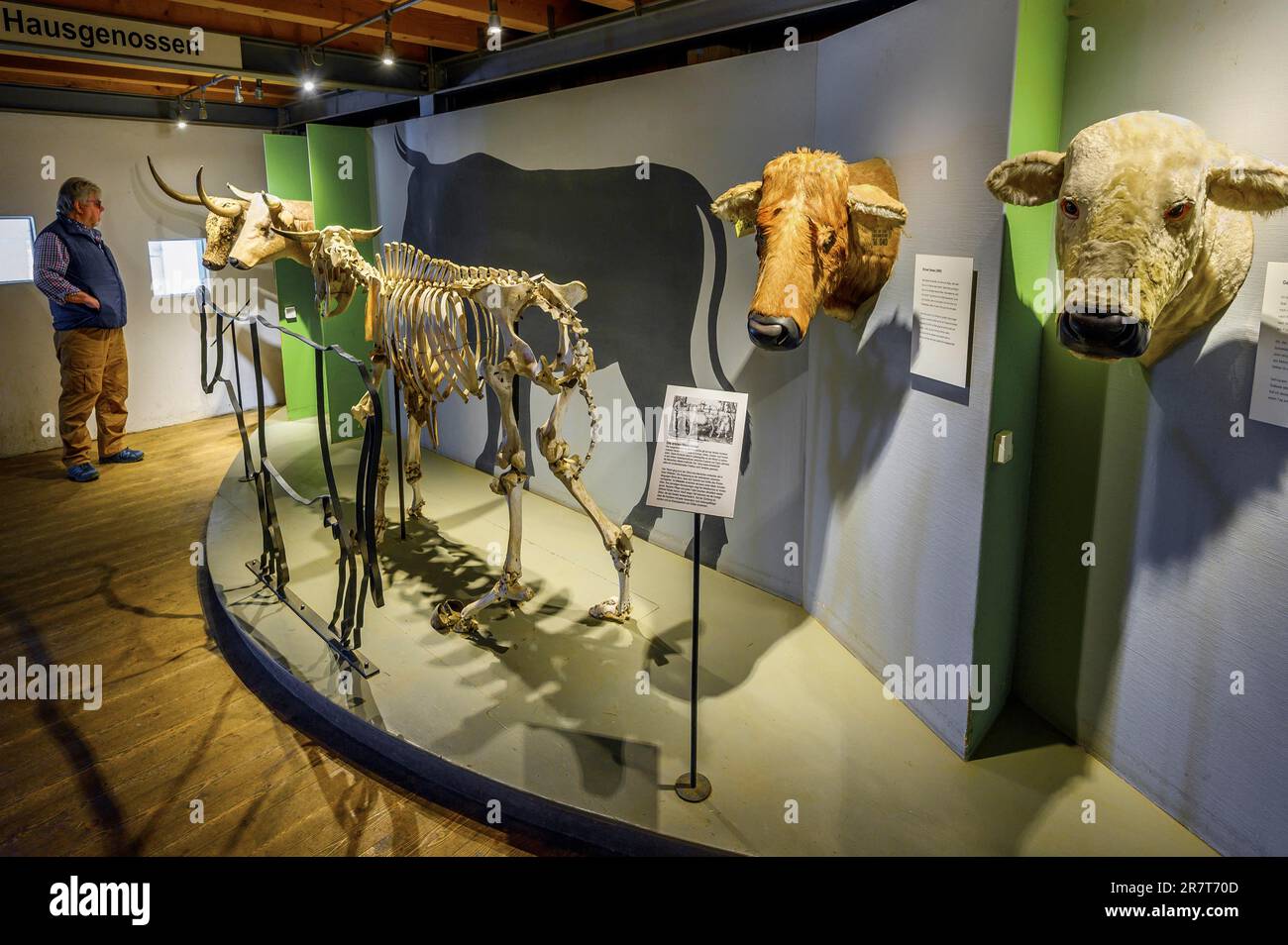Skelett einer Kuh, Allgaeu Mountain Farm Museum, Immenstadt-Diepolz, Wiedemann Farm, Allgaeu, Bayern, Deutschland Stockfoto