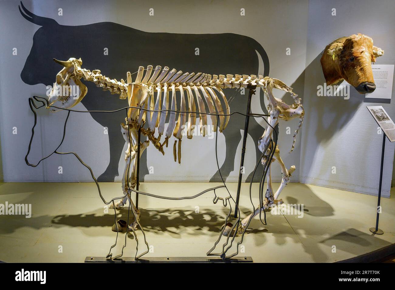 Skelett einer Kuh, Allgaeu Mountain Farm Museum, Immenstadt-Diepolz, Wiedemann Farm, Allgaeu, Bayern, Deutschland Stockfoto
