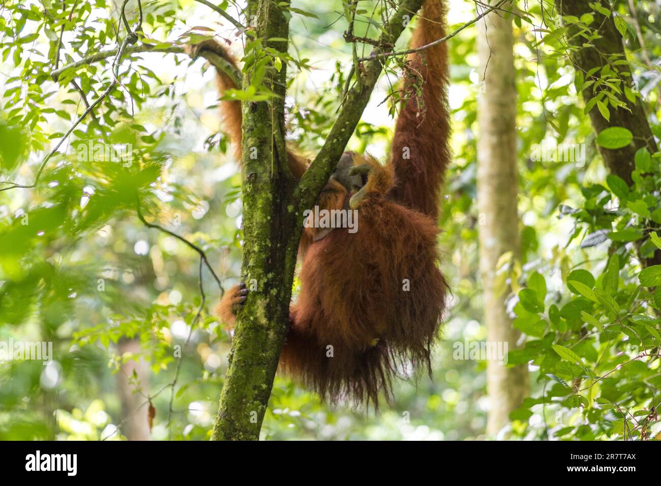 Freier, wilder, männlicher Sumatra-Orang-Utan im Gunung Leuser-Nationalpark auf der indonesischen Insel Sumatra. In der Nähe des Dorfes Ketambe, diese wunderbaren Stockfoto