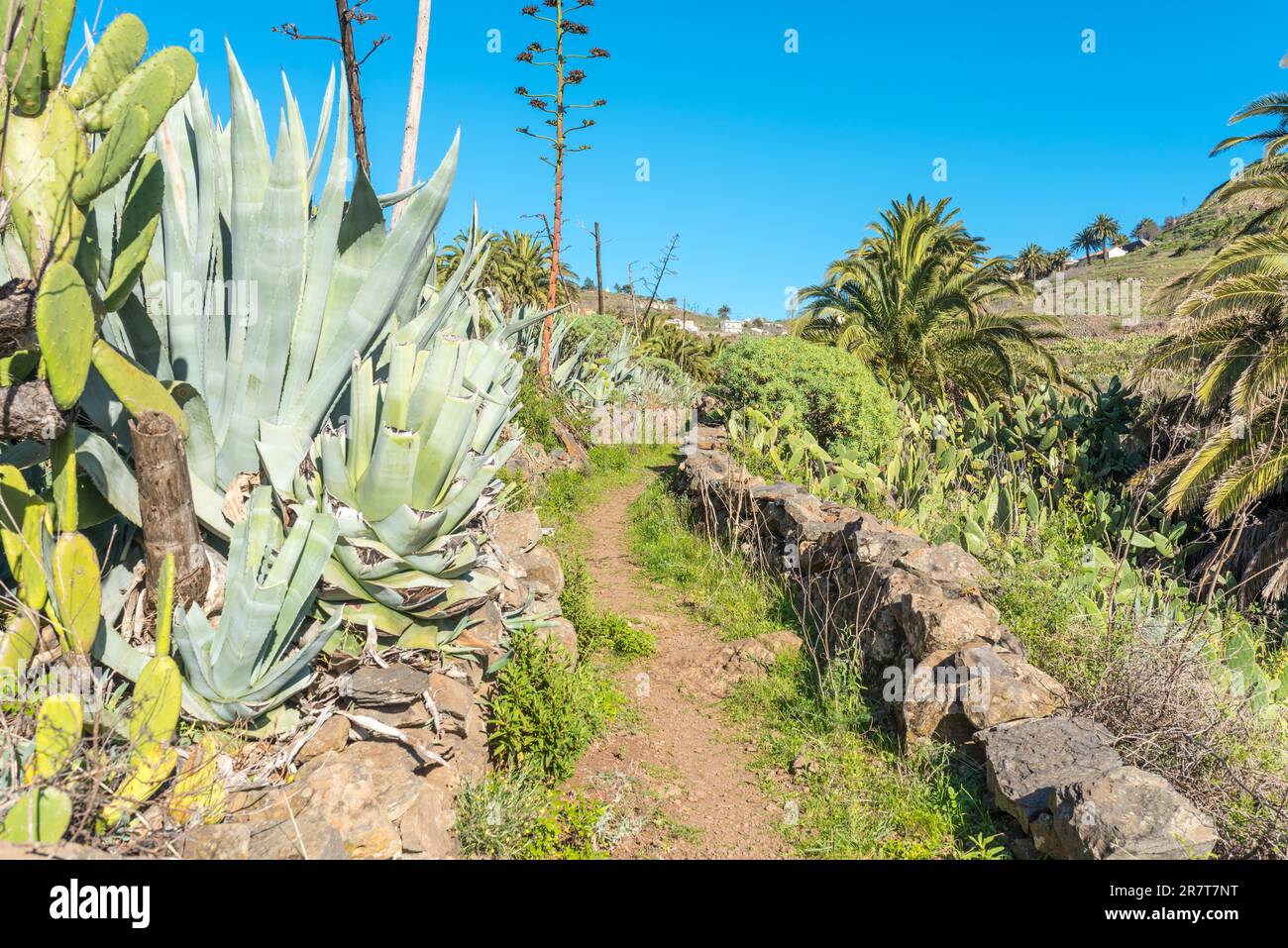 Auf dem Fernweg vom Dorf El Cercado die Schlucht von Argaga hinunter zum Valle Gran Rey auf der kanarischen Insel La Gomera Stockfoto