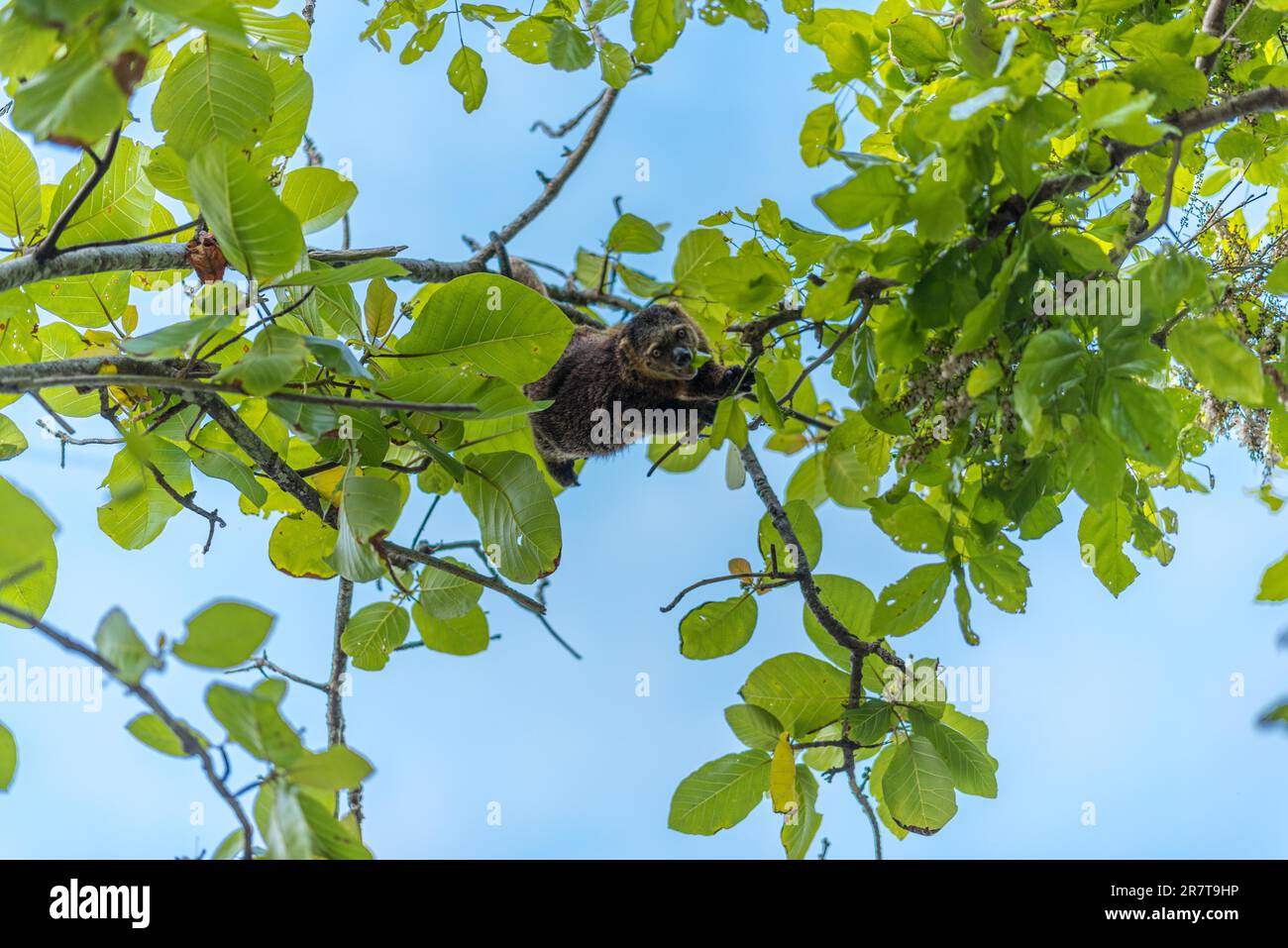 Die Bärenkuskusken sind Beuteltiere, die im oberen Baldachin tropischer Regenwälder leben. Sie sind nur in Indonesien auf Sulawesi und zu finden Stockfoto
