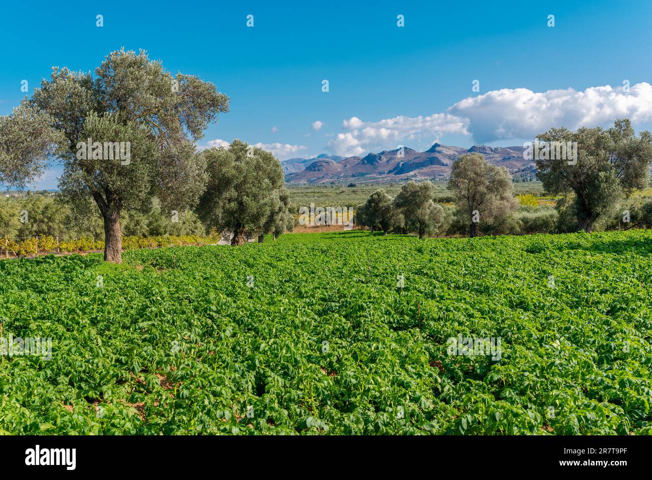 Malerische Landschaft der Messara-Ebene mit Olivenhainen und Landwirtschaft. Im Messara in Kreta, Olivenbäumen, Weinbergen und Gartenbaupflanzen Stockfoto