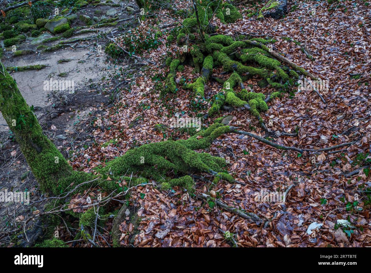 Mit Moos überwucherte Baumwurzeln in Devil's Canyon, Deutschland Stockfoto