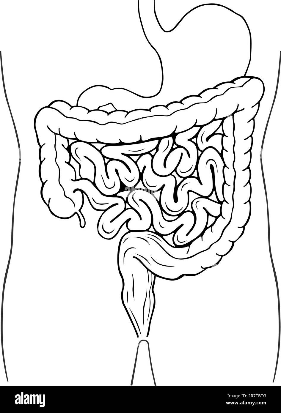 Menschliches internes Verdauungssystem Stock Vektor