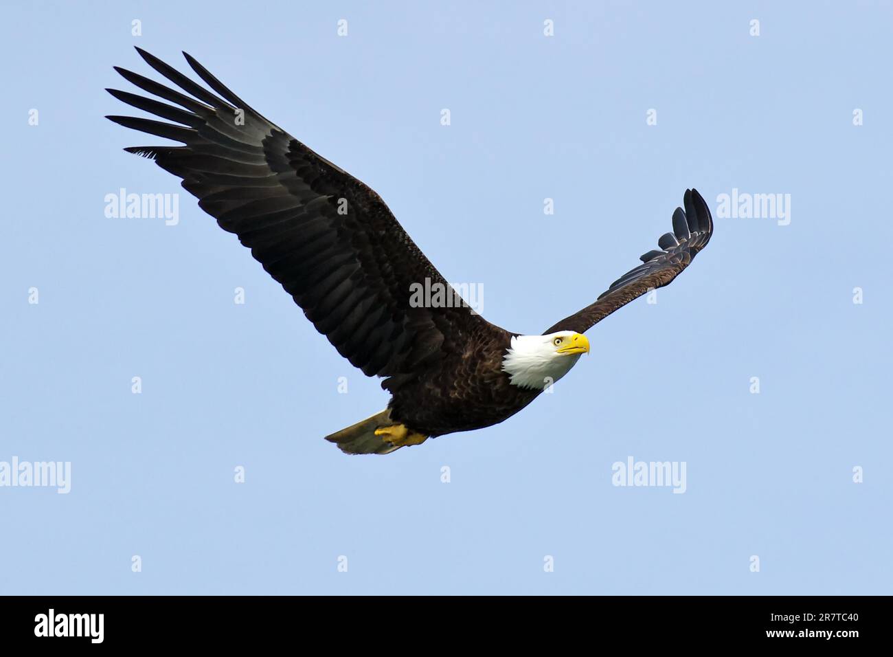 Erwachsener Weißkopfseeadler im Flug, Nationalpark, Khutzeymateen Grizzly Bear Sanctuary, Prince Rupert, British Columbia, Kanada Stockfoto