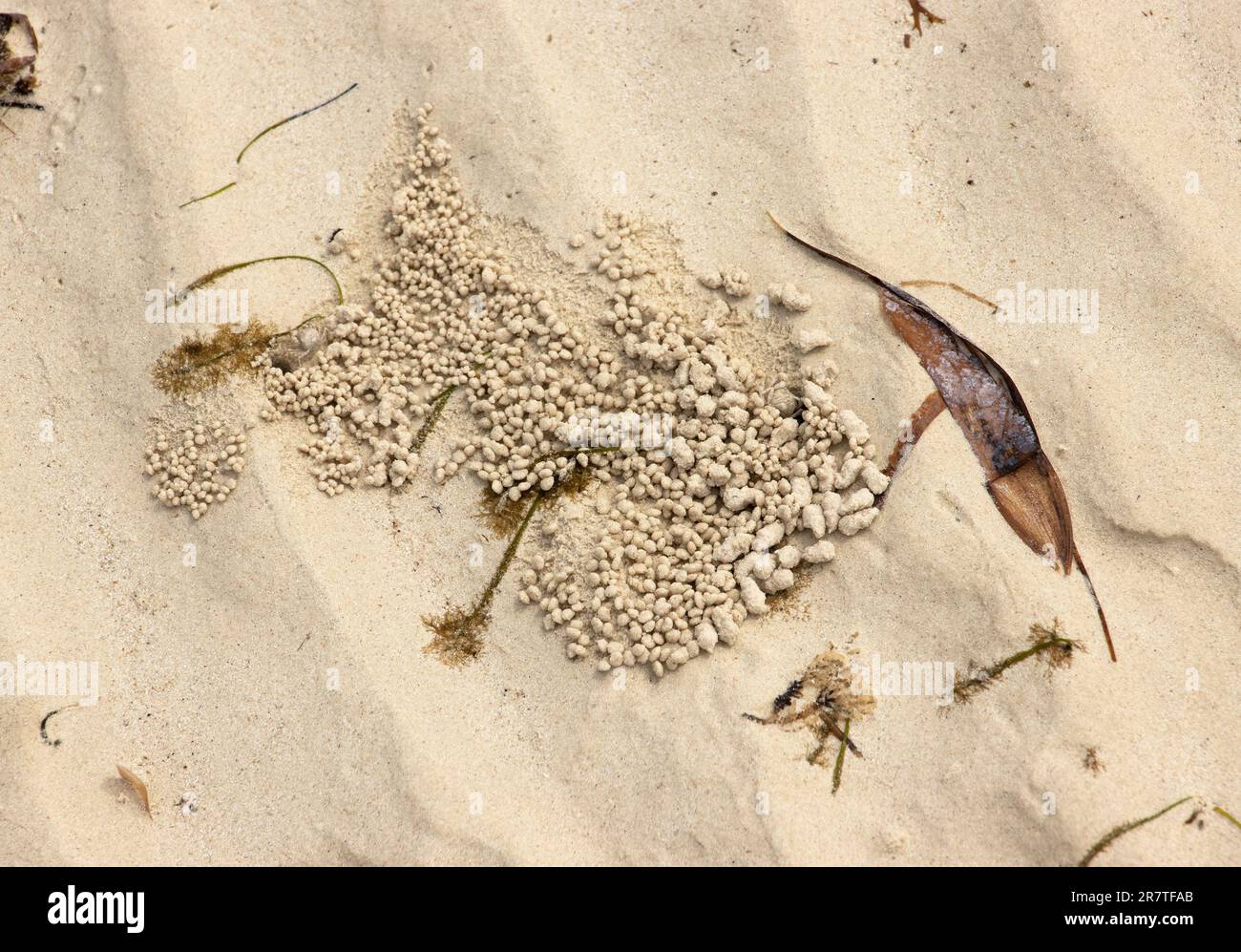 Wenn die Flut zurückgeht, kommen die Taschenkrebse aus ihren Höhlen und sieben durch den Sand, um Detritus und Mikroorganismen zu extrahieren. Stockfoto