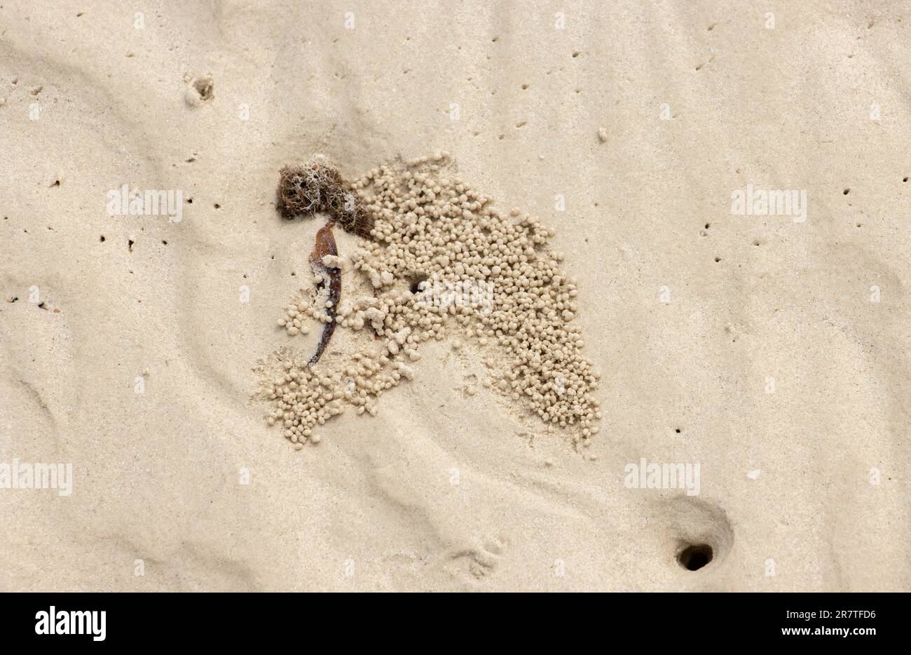 Wenn die Flut zurückgeht, kommen die Taschenkrebse aus ihren Höhlen und sieben durch den Sand, um Detritus und Mikroorganismen zu extrahieren. Stockfoto