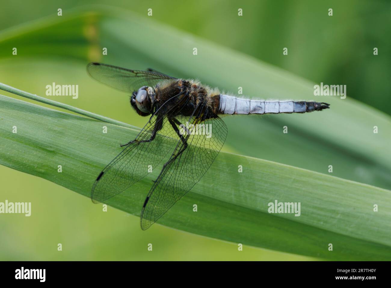 Eine blaue Libelle liegt auf Schilf in den Feuchtgebieten des RSPB Lakenheath in Suffolk, England 2023 Stockfoto