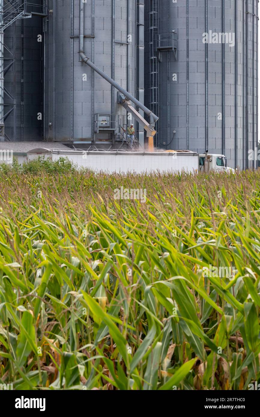 Martin, Michigan, Ein LKW-Fahrer lädt Mais aus einem Getreidesilo in West-Michigan Stockfoto