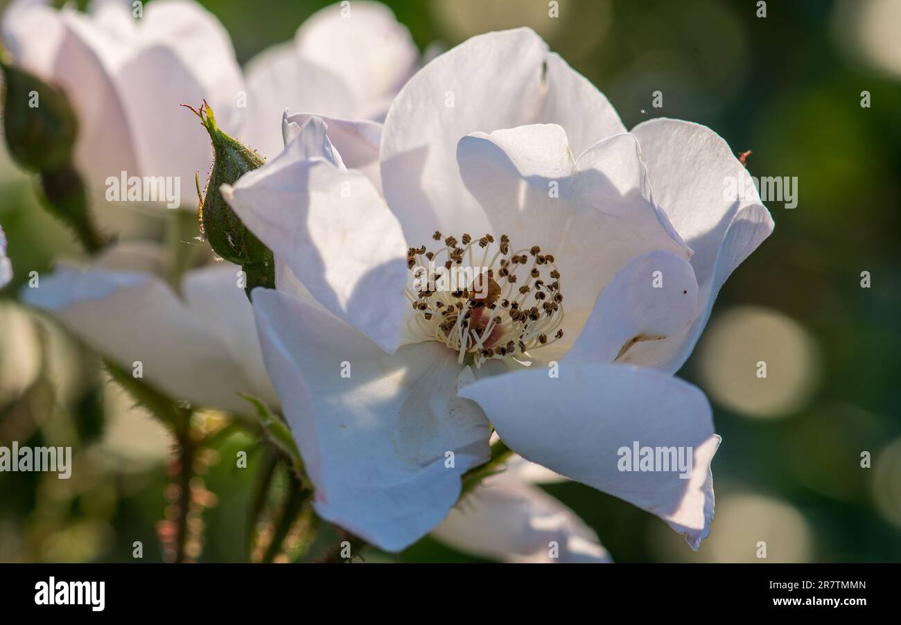 Weiße Rosen sind ein Gartenschatz Stockfoto