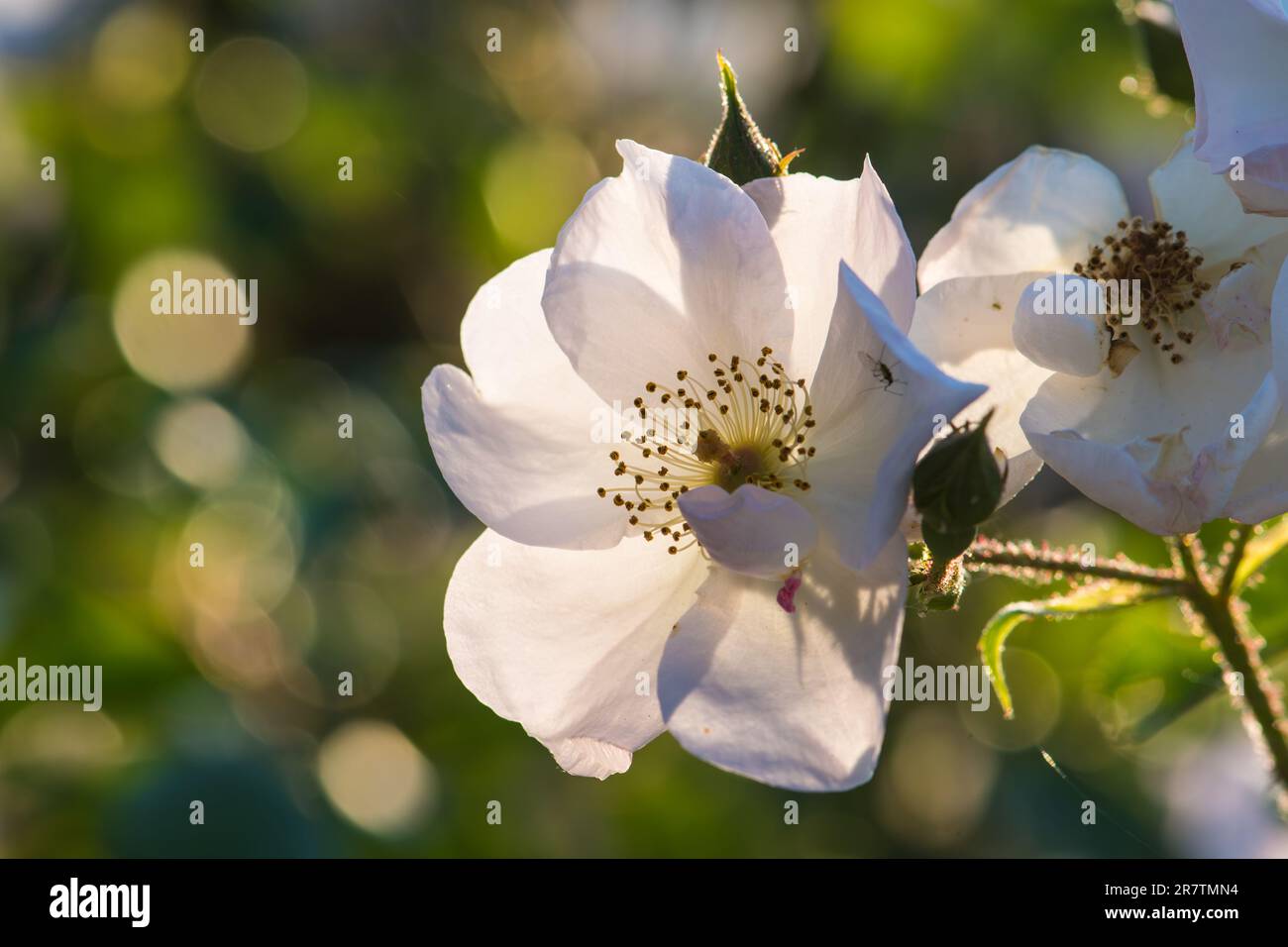 Weiße Rosen sind ein Gartenschatz Stockfoto