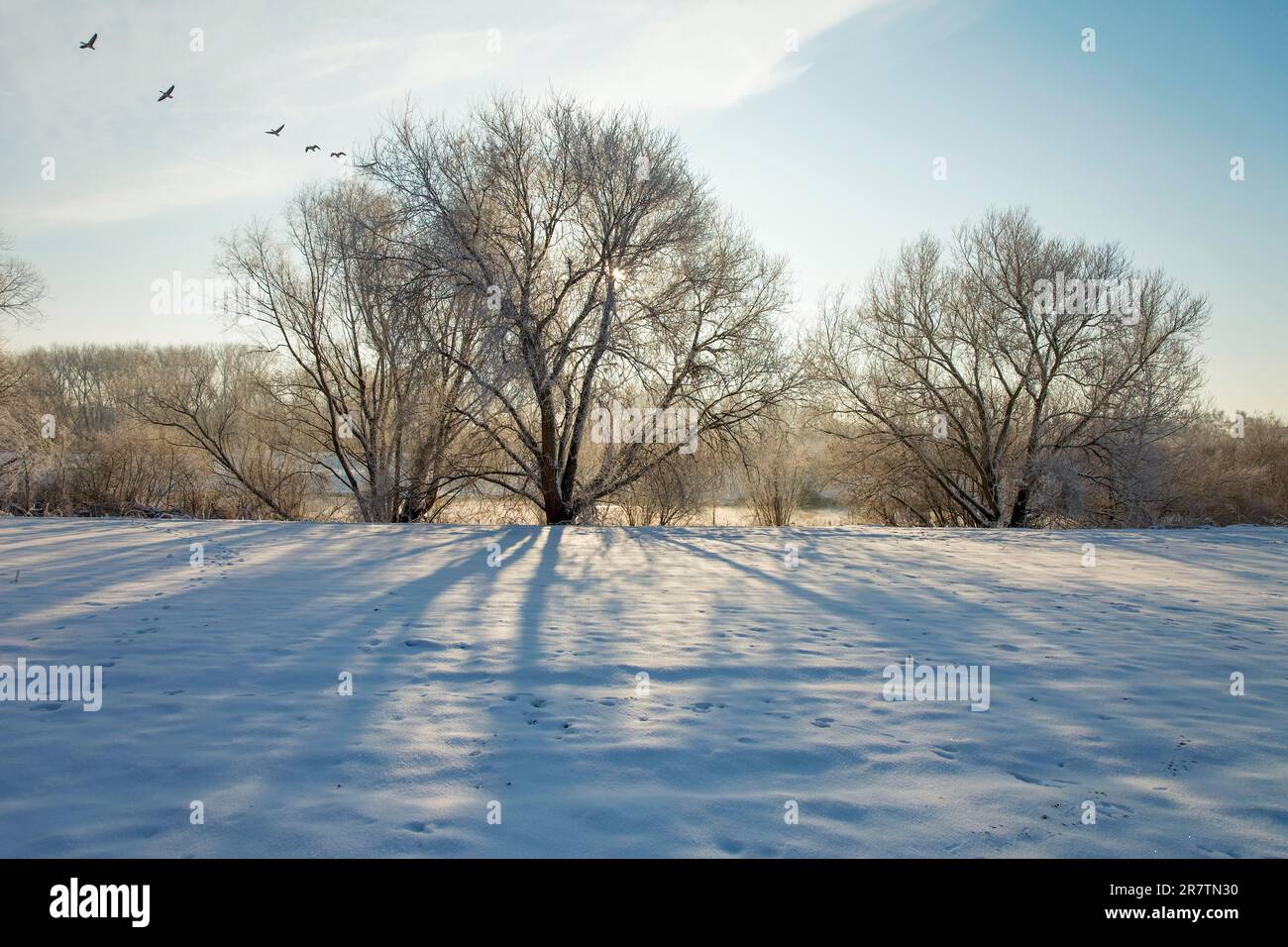 Wildgänse im Fluglauf Winter auf der Weser Porta Westfalica Deutschland Stockfoto