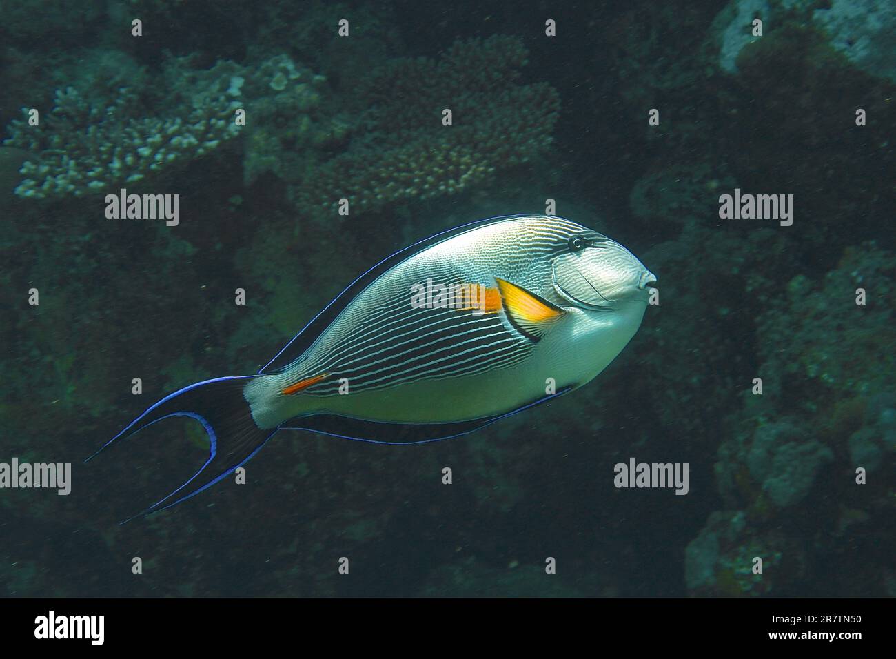 Chirurg des Roten Meeres-Clowns (Acanthurus sohal), Tauchplatz am Torfa Lassal Riff, El Quesir, Rotes Meer, Ägypten Stockfoto