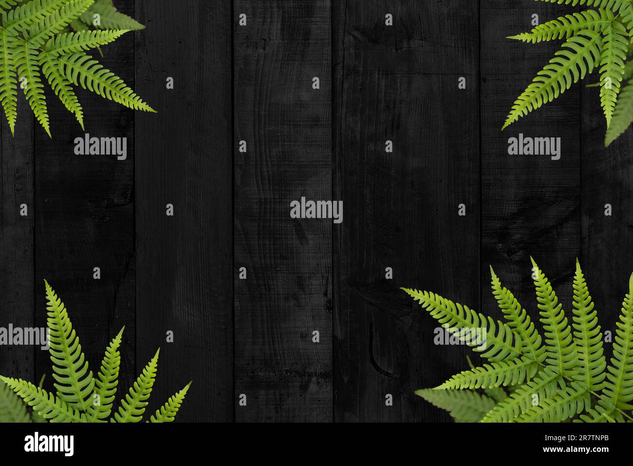 Schwarzer Holzbereich mit grüner Blattdekoration für tropische Forstwerbung Stockfoto