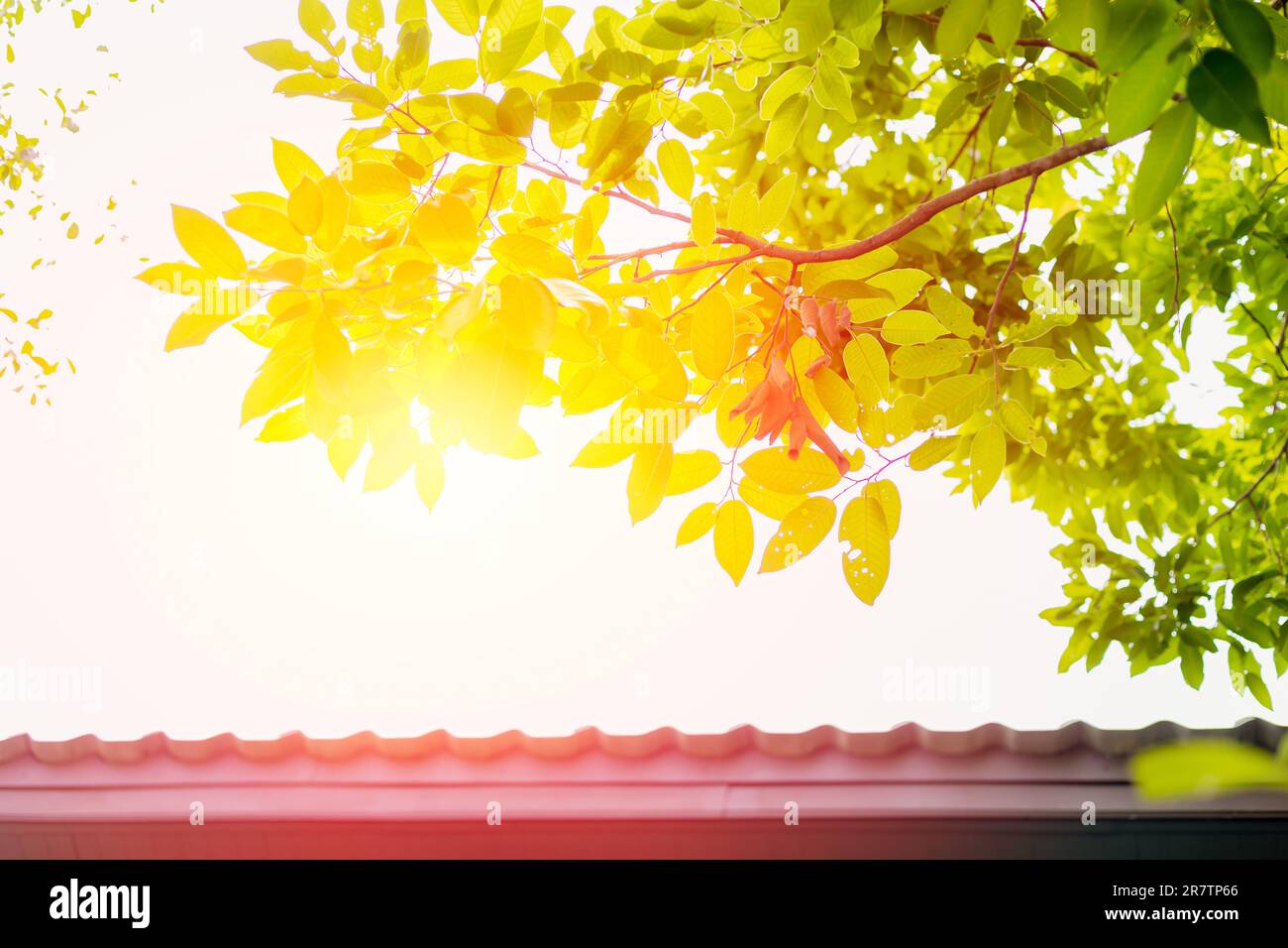 Dach mit grüner Baumdecke zum Pflanzen von Baumgärten zur Kühlung der Haustemperatur im Sommer und zum Energiesparen. Stockfoto