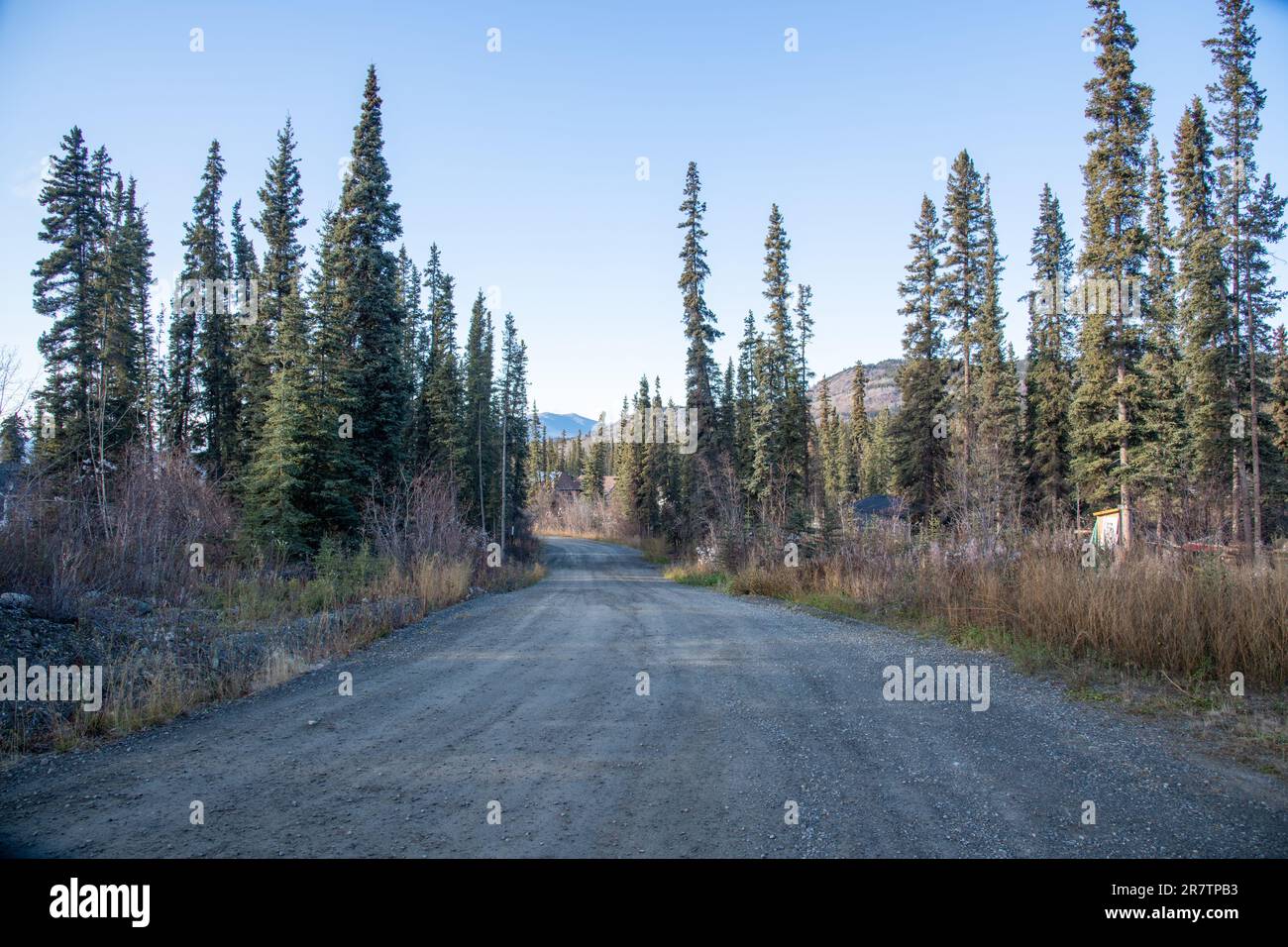 Einsame und wilde Straße im borealen Wald von Yukon Territory, Kanada im Herbst, mit Fichten und Kiefern in Wohngebieten. Stockfoto