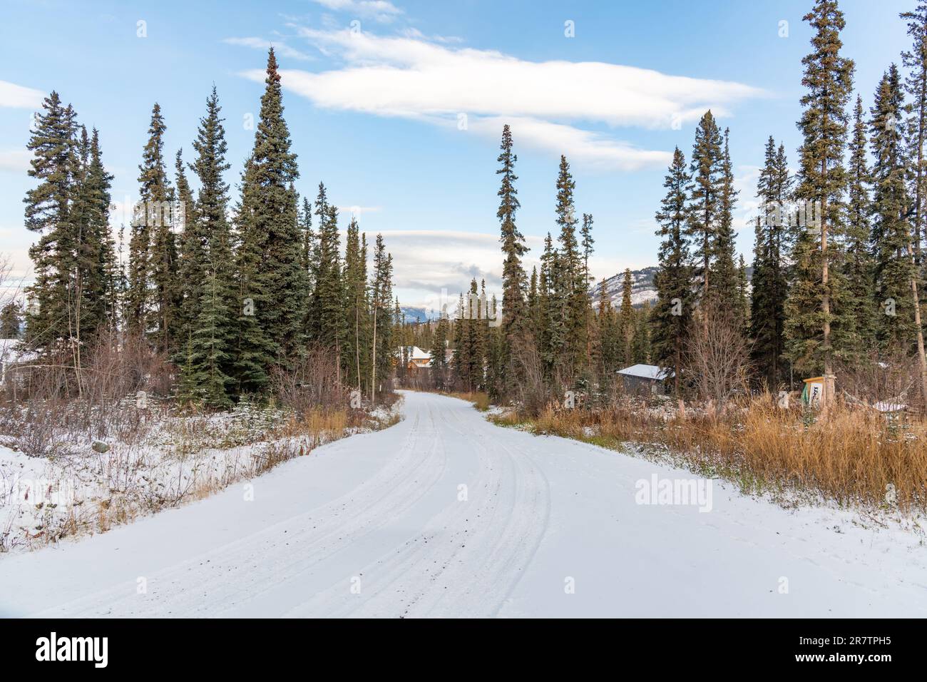 Atemberaubende Winterlandschaft mit schneebedeckten Straßen im Norden Kanadas an einem wunderschönen Tag mit blauem Himmel umgeben von Birken- und Weidenbäumen in der Wildnis Stockfoto