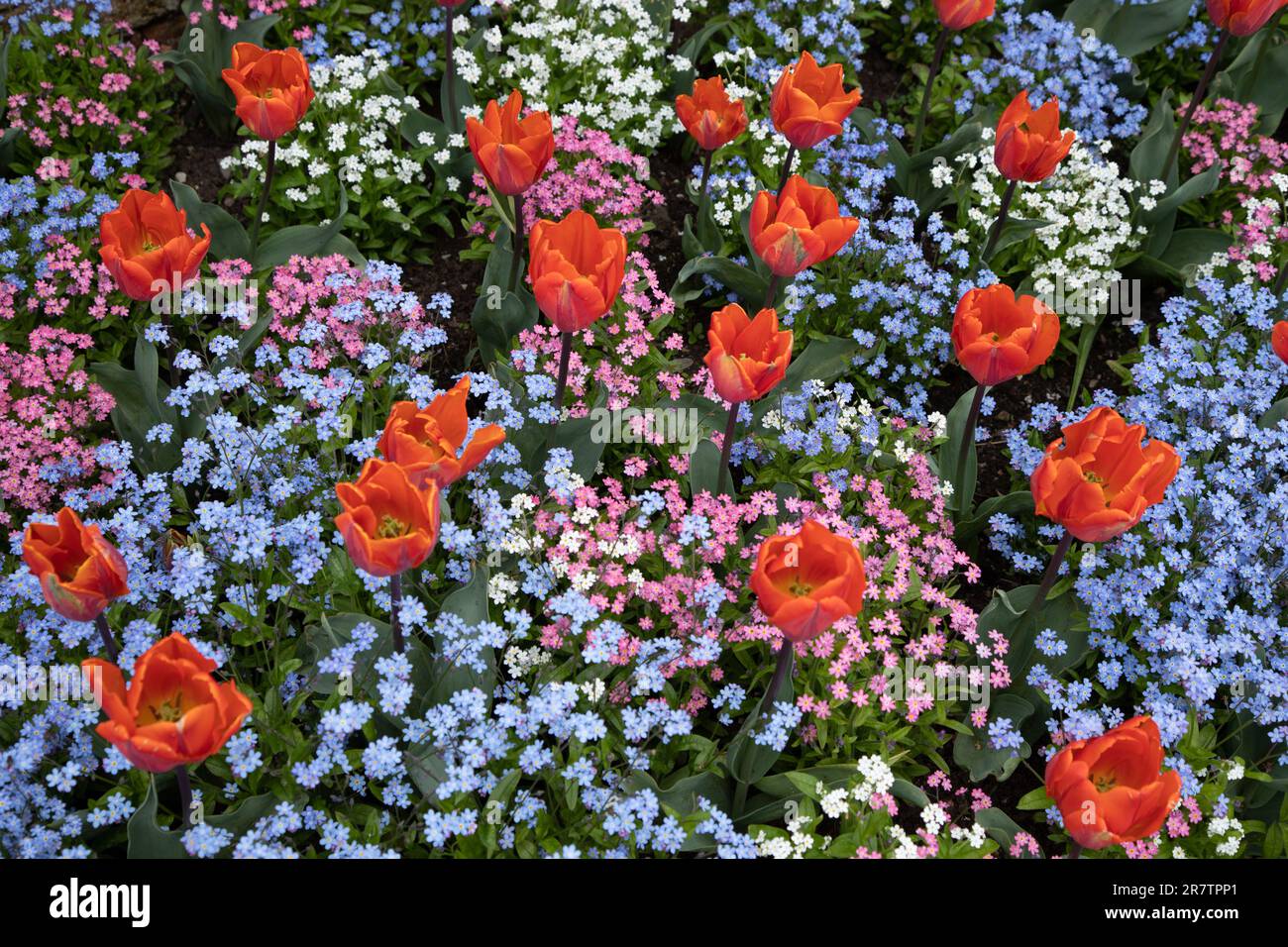 Gartenanordnung mit orangefarbenen und blauen Blumen Stockfoto