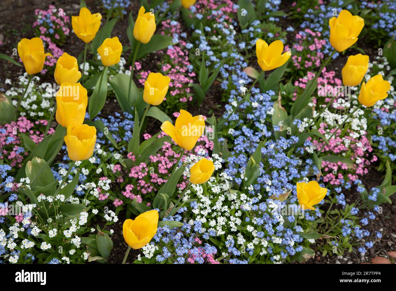 Gartenanordnung mit gelben und blauen Blumen Stockfoto