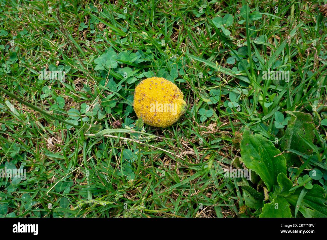 Kleine Frucht mit gelber Schale, großer Samen und wenig Fleisch auf dem Gras Stockfoto