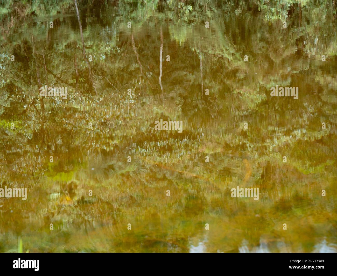 Reflexion der Bäume im See Stockfoto