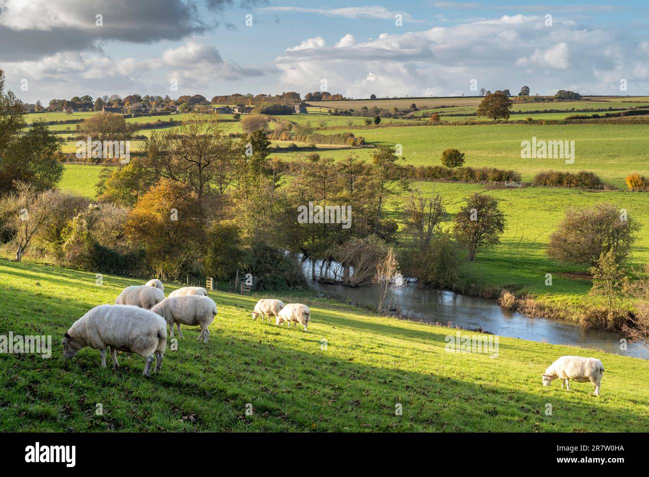 Schafe, die auf den Graswiesen der Cotswolds im River Windrush Valley in Oxfordshire weiden Stockfoto