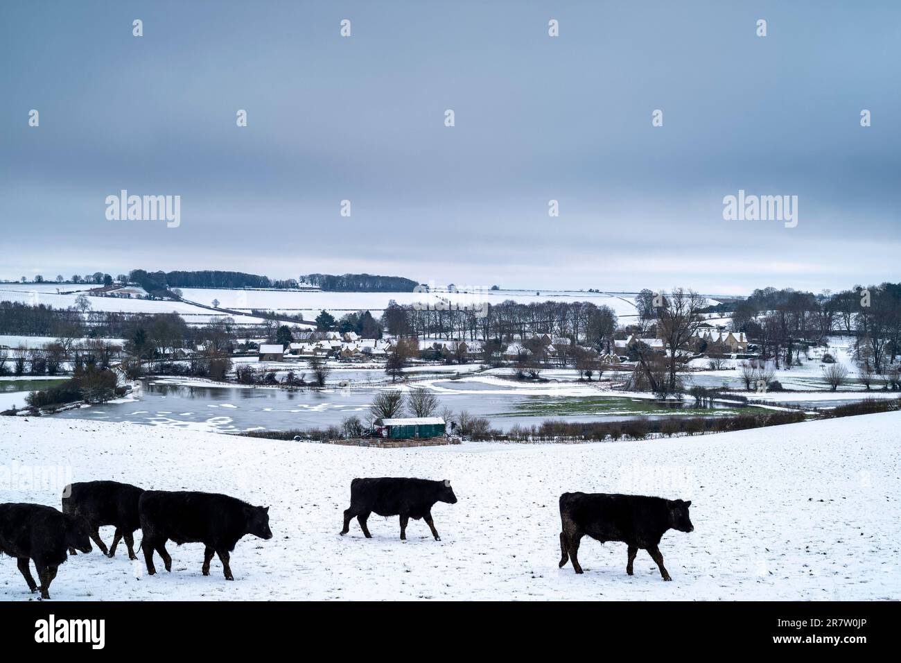 Herde von Aberdeen Angus-Rindern, die in der Winterszene von Asthall in den Cotswolds, Oxfordshire, umherstreifen Stockfoto