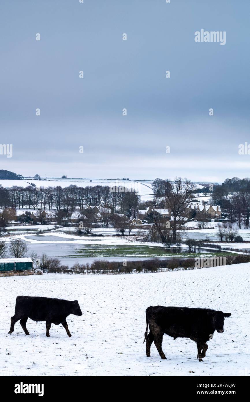 Aberdeen Angus Schwarze Rinder in der Winterszene von Asthall in den Cotswolds, Oxfordshire Stockfoto